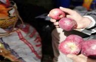 सरकार खरीदेगी हर्षिल सेब की खराब पैदावार