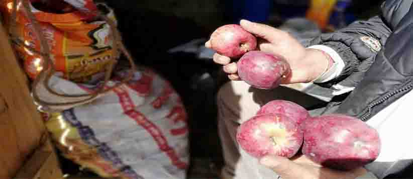 सरकार खरीदेगी हर्षिल सेब की खराब पैदावार