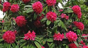 देहरी पर उतरता बसन्त