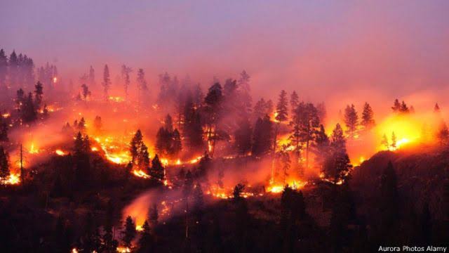 जंगलों के प्रति बदले नजरिए का परिणाम है जंगल की आग !
