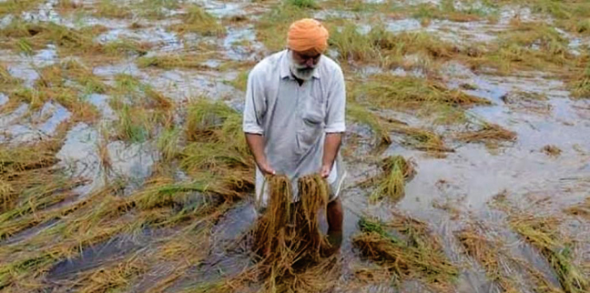 घाटे की खेती: अब भारी बारिश से धान, कपास, बाजरा-ज्वार को नुकसान