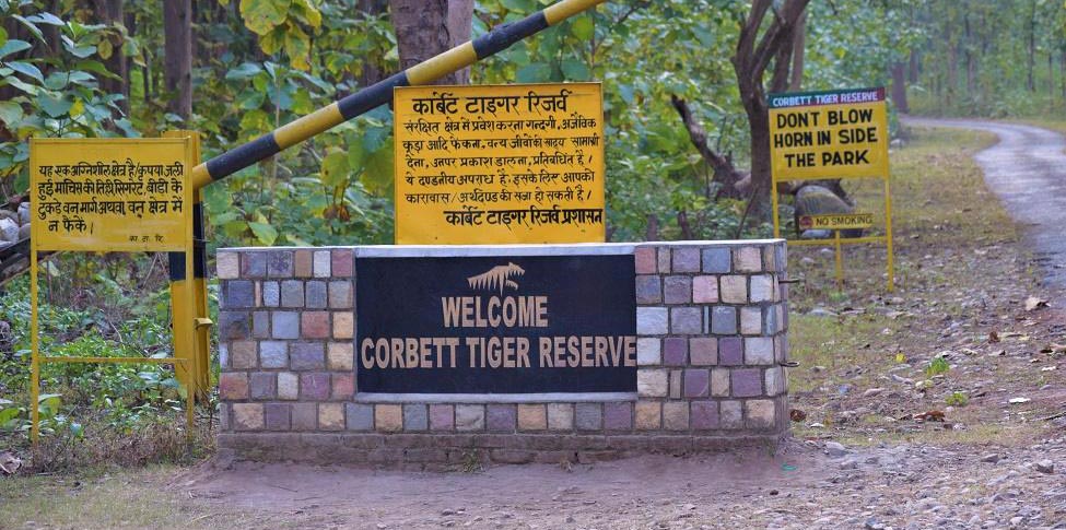 उत्तराखंड: कार्बेट रिज़र्व में टाइगर सफारी के लिए अवैध तौर पर छह हज़ार से अधिक पेड़ काटे गए