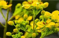 'नैनीताल जनपद की वनस्पतियां' किताब की पुस्तक समीक्षा