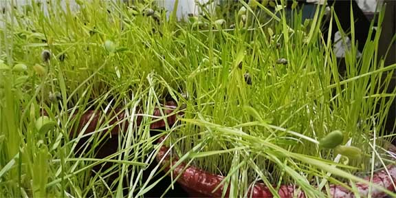 हमारी संस्कृति से जुड़ा त्यौहार है हरेला